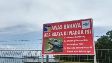 Viral Penampakan Buaya di Waduk Duriangkang, Ini Langkah BP Batam