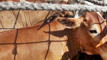 Tok! Indonesia Setop Impor Sapi dari Australia Gara-Gara Virus