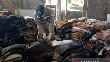 Karantina Gorontalo Memeriksa 30 Ton Kulit Sapi Tujuan Sidoarjo Jawa Timur