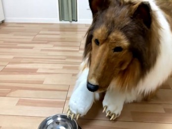 Seorang Pria Rela Bikin Kostum Rp210 Juta Demi jadi Anjing