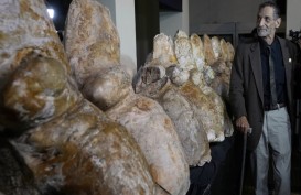 Paus Purba Raksasa Paling Masif Sepanjang Masa Ditemukan di Gurun Peru, Beratnya 340 Ton