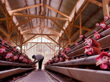 Risiko Tekanan untuk CPIN dan JPFA di Sisa Tahun