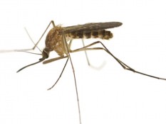 Fakta-fakta Virus West Nile yang Merebak di AS, Bisa Bikin Lumpuh hingga Kematian