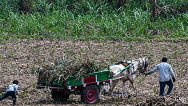 Waspada Tekanan Baru di Sektor Pangan Selain Beras