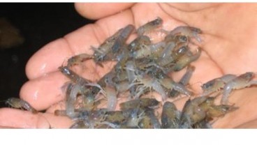 Poin Penting Kerja Sama RI-Singapura Dalam Pencegahan Penyelundupan Benih Lobster