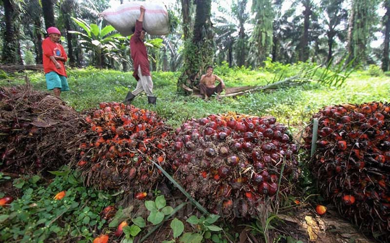 Jalan Berliku Penerapan Bursa Minyak Sawit