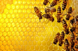 Benarkah Racun Lebah dapat Jadi Antikanker?