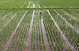 RI Negara Agraris, Tapi Asuransi Pertanian Masih Minim