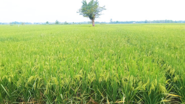 Antisipasi Gagal Panen, 24.820 Hektare Lahan di Sumsel Sudah Daftar AUTP