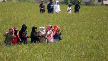 Mengenal Asuransi Pertanian yang Klaimnya Menenangkan Petani dari Risiko