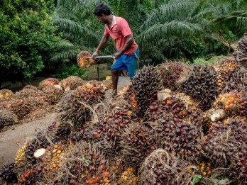 Petani Sawit Kesal Pemerintah Guyur Insentif Biodiesel Rp4 Triliun