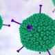 Studi Ungkap Adenovirus Bisa Turunkan Trombosit dan Sebabkan Penggumpalan Darah