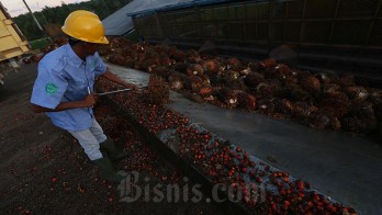 Harga TBS Sawit Kaltim Periode I Agustus 2023 Turun Tipis