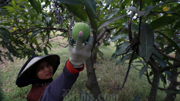 Pemkab Sumedang Akan Kembangkan Sistem Integrated Farming Komoditas Mangga Gedong Gincu