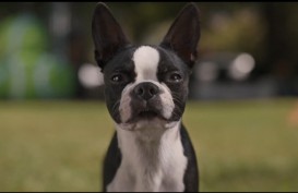 Sinopsis Strays, Film Petualangan Anjing untuk Balas Dendam ke Pemiliknya