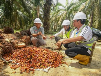 EUDR Hambat Komoditas RI Masuk Eropa, Petani Sawit Anggap Bukan Ancaman
