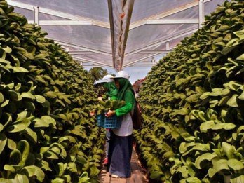 Pertanian Perkotaan di Surabaya Kembali Digaungkan