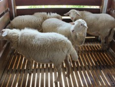 Tren Ternak Domba Ancam Populasi Sapi di Sulsel?