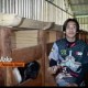 Lebih dari 15.000 Hewan Ternak Dibagikan ke Peternak di Bandung Barat