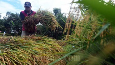 Harga Beras Naik, Produksi Padi di Sumbar Masih Stabil