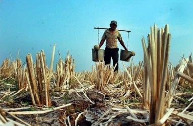 Dampak El Nino, 139 Hektare Lahan Pertanian di Jabar Dilalap Api