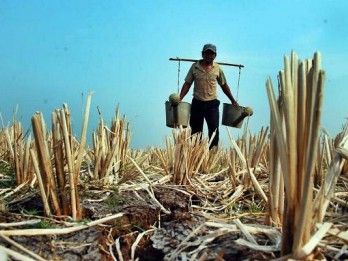 Dampak El Nino, 139 Hektare Lahan Pertanian di Jabar Dilalap Api