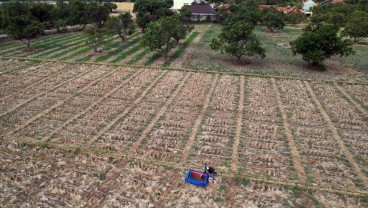 4.000 Hektare Lahan di Jabar Terkena Dampak El Nino