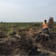 Kebakaran Landa 1.178 Lahan di Sumsel, Ini Tiga Daerah Paling Rawan