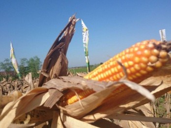 Stok Komoditas Padi dan Jagung di Jatim Menghadapi El Nino