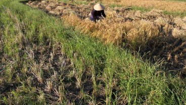 Pompa Air dan Pipanisasi Jadi Solusi Kekeringan 250 Hektare Sawah di Sulsel