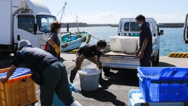 Jepang Klaim Tak Temukan Radioaktif pada Ikan usai Buang Limbah PLTN Fukushima ke Laut