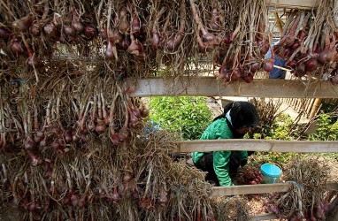 Petani Teriak, Harga Bawang Merah Anjlok Jadi Rp9.000 per Kg