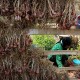 Petani Teriak, Harga Bawang Merah Anjlok Jadi Rp9.000 per Kg