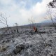 Kebakaran Gunung Arjuno, Pendakian Ditutup Sementara
