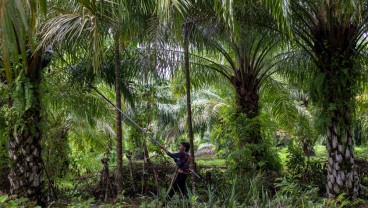 Produksi Kelapa Sawit di Sumbar Meningkat 6,5 Persen