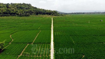 Beragam Kesulitan Petani Dapatkan Sertifikasi Lahan Berkelanjutan