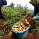 Kaleka Dorong Generasi Muda jadi Petani Inovatif Lewat Tani Baik