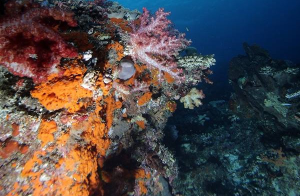 Sail Teluk Cenderawasih Digelar 1-7 November, Geliatkan Pariwisata