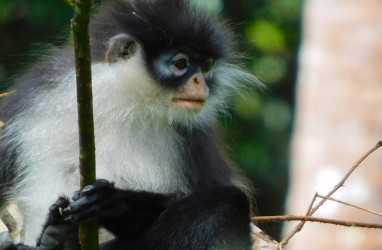 Mengenal Primata Langka Kekah, Lebih dari Sekadar Ikon Natuna