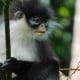 Mengenal Primata Langka Kekah, Lebih dari Sekadar Ikon Natuna