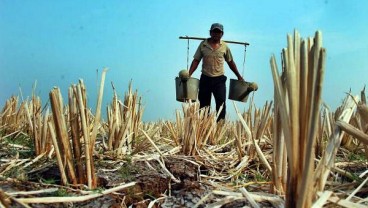 Kekeringan di Buton Bisa Meningkat Lebih Tinggi