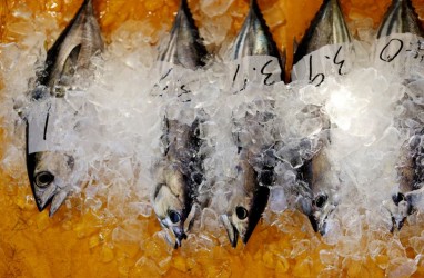 Air PLTN Fukushima Aman, Jepang Targetkan Jumlah Tangkapan Ikan Seperti 2010