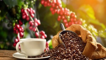 10 Makanan Paling Mahal di Dunia, Kopi Luwak Salah Satunya