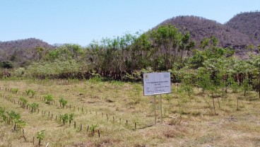 Jelajah Investasi Sasambo : PLN Bakal Perluas Hutan Energi di Sumbawa