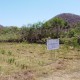 Jelajah Investasi Sasambo : PLN Bakal Perluas Hutan Energi di Sumbawa