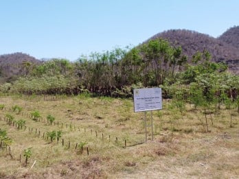 Jelajah Investasi Sasambo : PLN Bakal Perluas Hutan Energi di Sumbawa