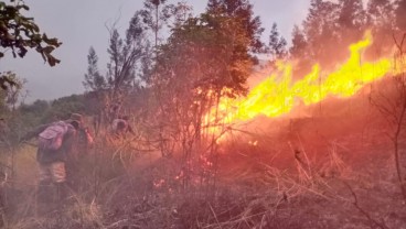 Api Belum Padam, 907 Hektare Lahan Gunung Arjuna di Kota Batu Terbakar