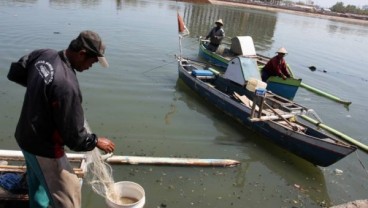 Ini Daftar Ikan yang Mengandung Banyak Merkuri