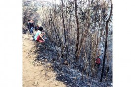 Kebakaran Hutan di Lereng Gunung Bisa Memicu Banjir Bandang