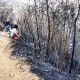 Kebakaran Hutan di Lereng Gunung Bisa Memicu Banjir Bandang